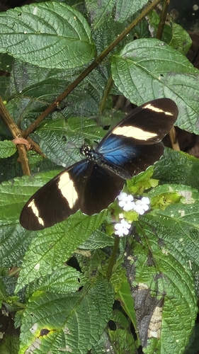 Heliconius sara apseudes