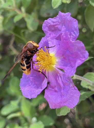 Hornet Mimic Hover Fly