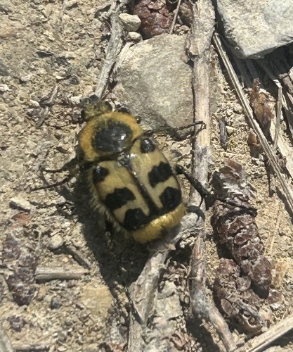 French Flower Chafer