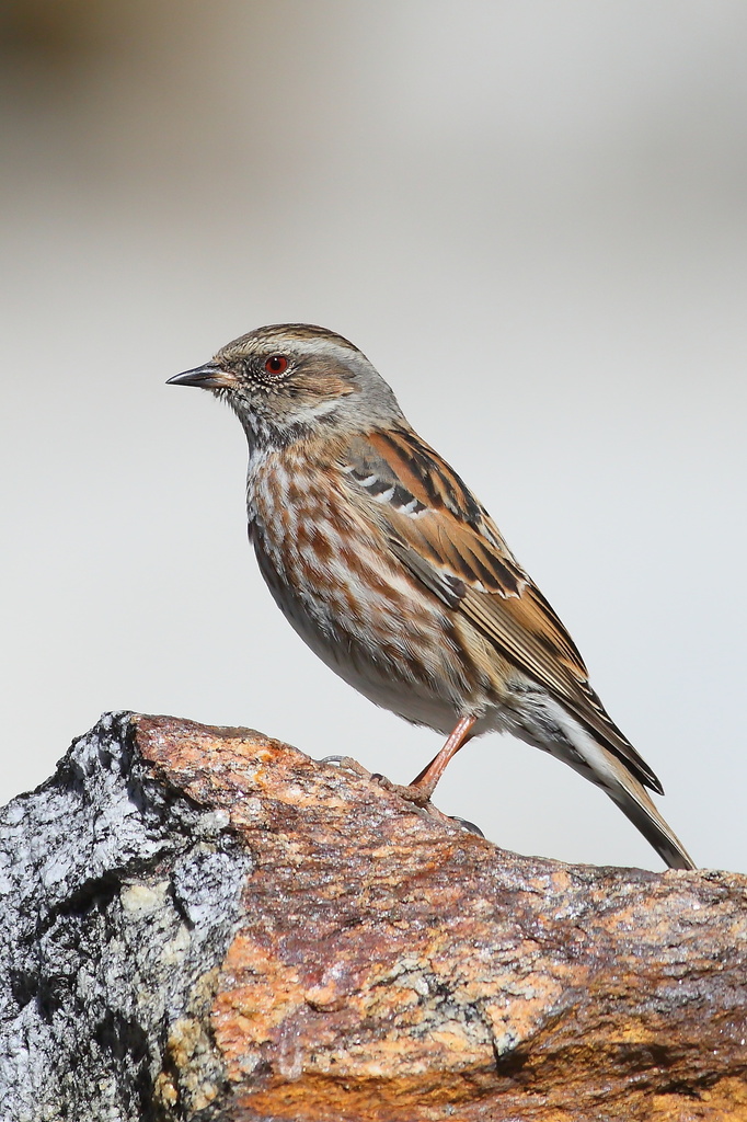 Altai Accentor photo