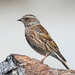 Altai Accentor - Photo (c) Carlos N. G. Bocos, all rights reserved, uploaded by Carlos N. G. Bocos