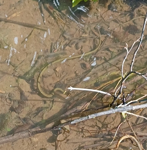 grass snake