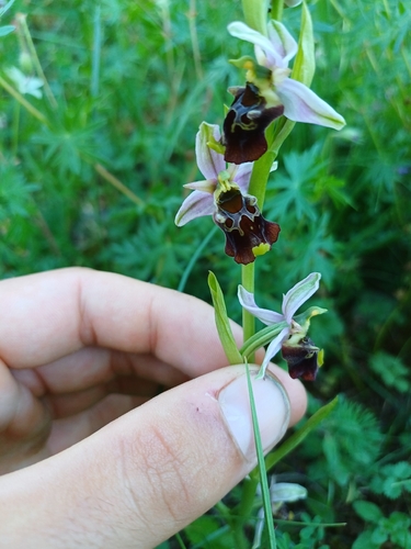 Late spider-orchid and allies