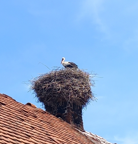 White Stork