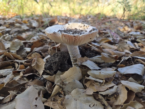 iNaturalist observation photo of springtime amanita
