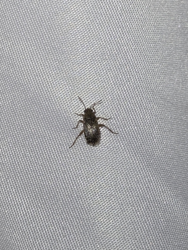 iNaturalist observation photo of Hyaline Grass Bug