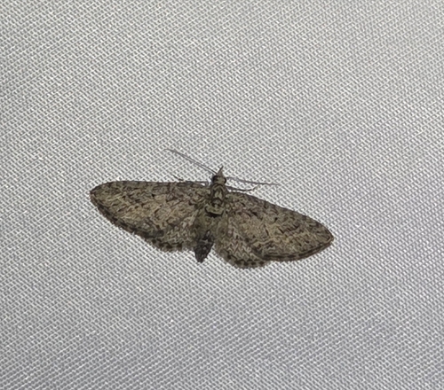 iNaturalist observation photo of Pug Moths