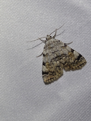 iNaturalist observation photo of American Idia Moth