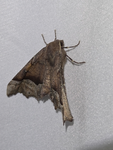 iNaturalist observation photo of Pero Moths