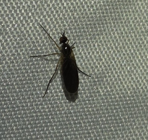 iNaturalist observation photo of Dance Flies, Long-legged Flies, and Allies
