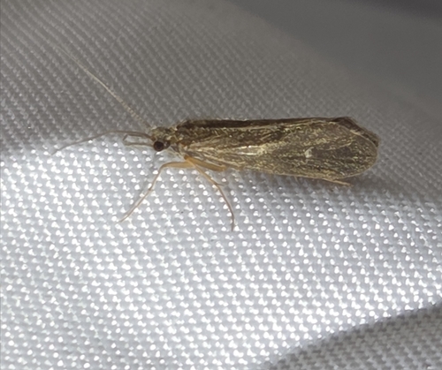 iNaturalist observation photo of Caddisflies