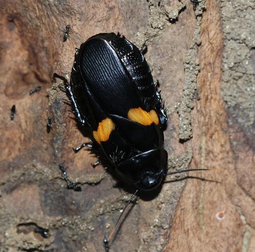 Panesthia plagiata