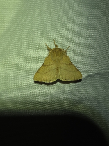 iNaturalist observation photo of Tent Caterpillar Moths
