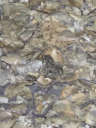 iNaturalist observation photo of Western Toad