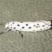 Ethmia apicipunctella - Photo (c) Missy McAllister Kerr, all rights reserved, uploaded by Missy McAllister Kerr