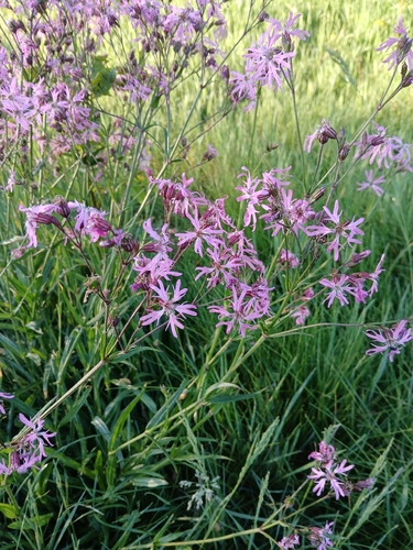 ragged-robin