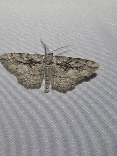 iNaturalist observation photo of Geometer Moths