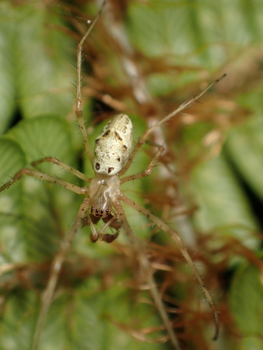 Tetragnatha albida