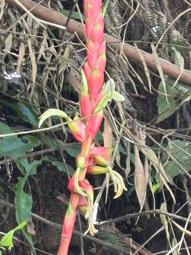 Pitcairnia maidifolia