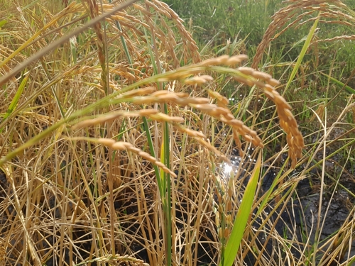 Asian Rice