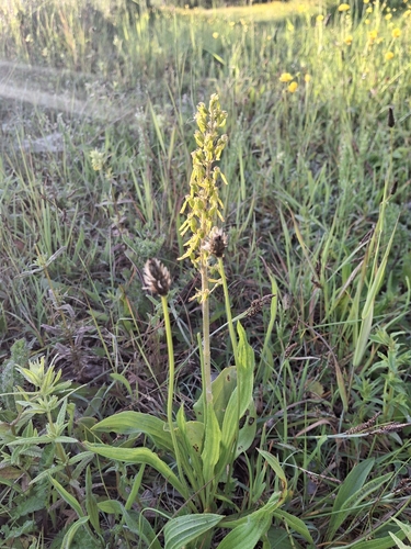 Common Twayblade
