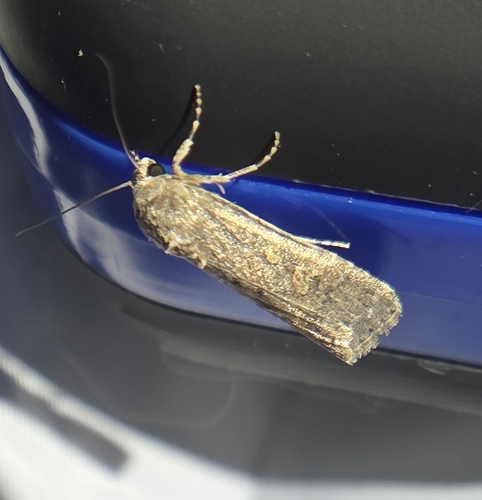 iNaturalist observation photo of Cutworm Moths and Allies