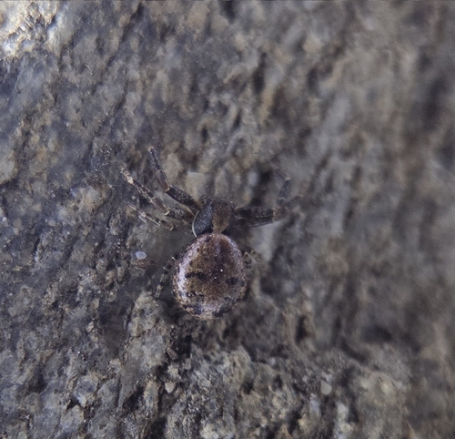 iNaturalist observation photo of Ground Crab Spiders