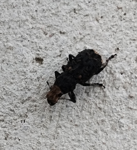Resin Weevil