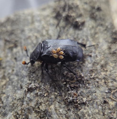 iNaturalist observation photo of Black Burying Beetle