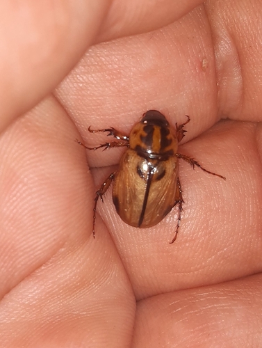 Cyclocephala latericia