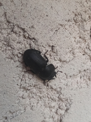 Lesser Stag Beetle