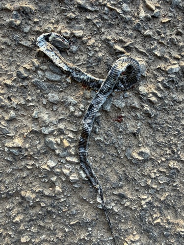 Barred Grass Snake