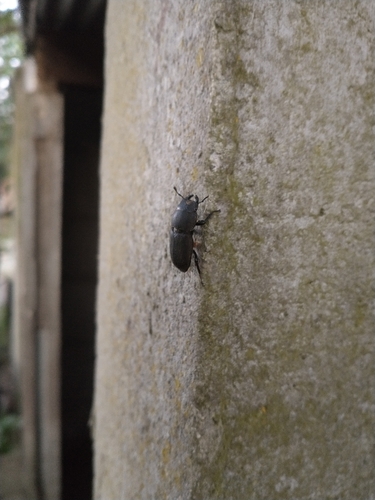 Lesser Stag Beetle