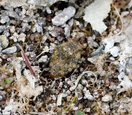 Gelastocoris rotundatus