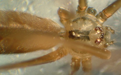 Opilion-like Cellar Spider