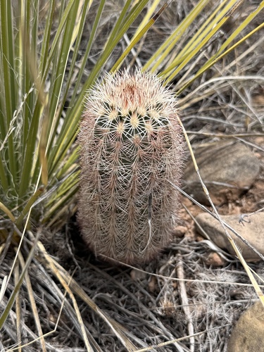 New Mexico Rainbow Cactus