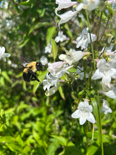 Brown-belted Bumble Bee