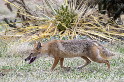 Swift Fox observed by bubbacoyote