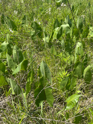 prairie dock