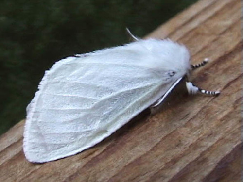 White Satin Moth