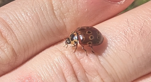 Eye-spotted Lady Beetle