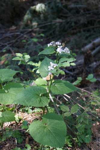 perennial honesty