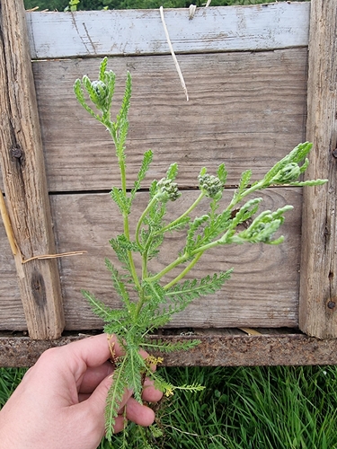 common yarrow