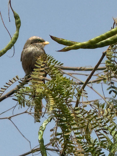 Yellow-billed Shrike