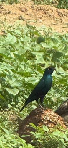 Greater Blue-eared Starling