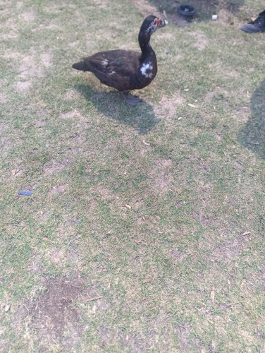 Domestic Muscovy Duck