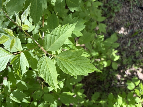 box elder