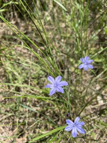Blue Aphyllanthes
