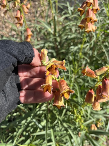 Spanish Rusty Foxglove
