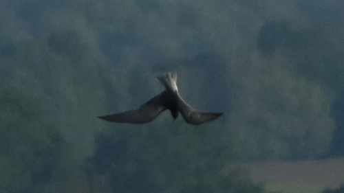 Black Tern